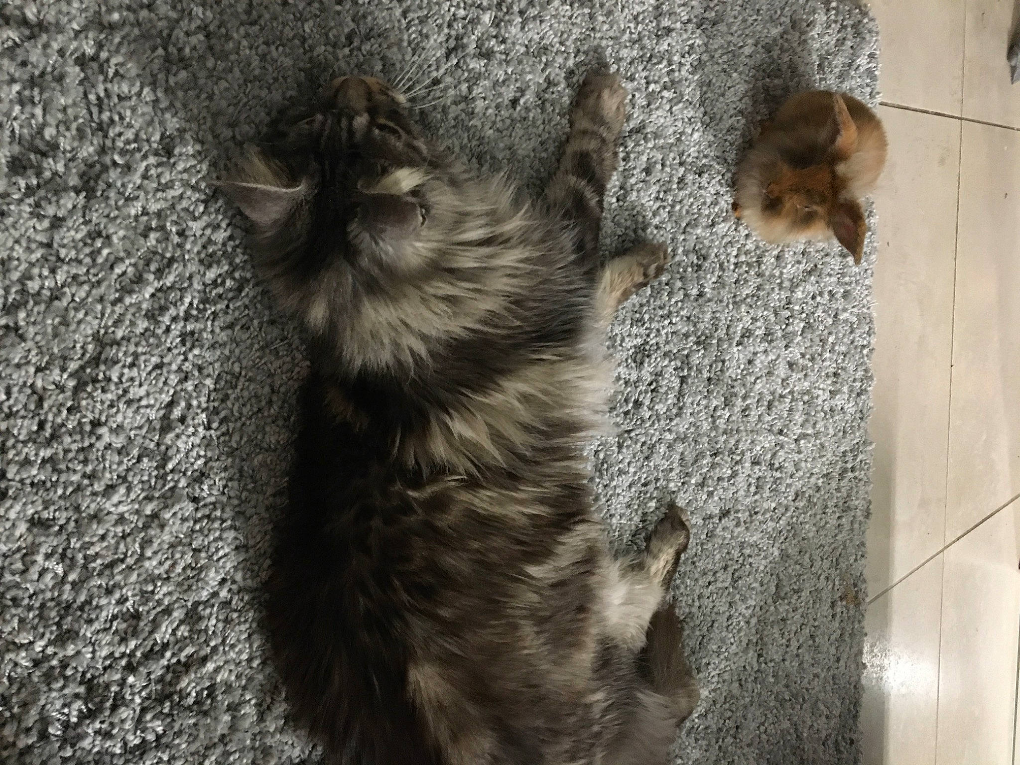 Lucky a rejoint le concours — aidez-le/la à gagner de superbes lots ! canidae, carnivore, cat, claw, dog, dog_breed, domestic_short_haired_cat, felidae, flooring, fur, grey, paw, shadow, small_to_medium_sized_cats, sporting_group, tail, terrestrial_animal, whiskers, wood