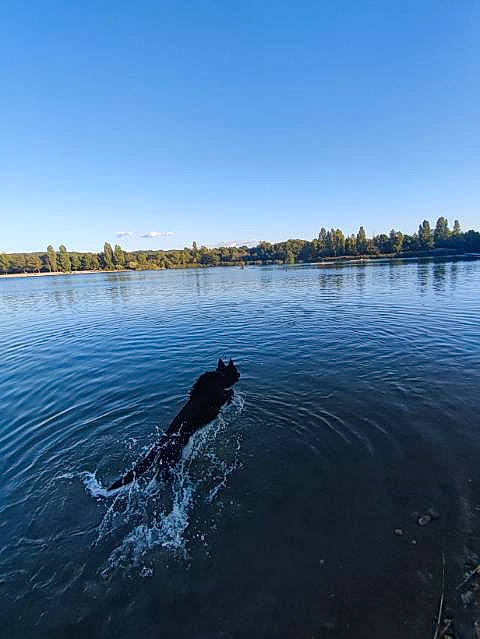 Falco a rejoint le concours — aidez-le/la à gagner de superbes lots ! carnivore, coast, coastal_and_oceanic_landforms, dog, dog_breed, evening, horizon, lake, landscape, liquid, natural_landscape, plant, reservoir, rock, sky, tree, water, watercourse, wave, wind_wave