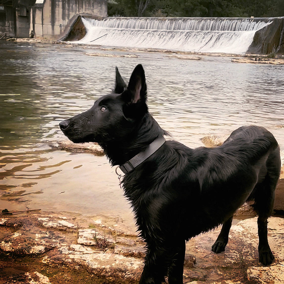 Falco a rejoint le concours — aidez-le/la à gagner de superbes lots ! black_norwegian_elkhound, canidae, carnivore, companion_dog, dog, dog_breed, ford, guard_dog, herding_dog, plant, snout, sporting_group, tail, terrestrial_animal, tree, water, waterfall, wildlife, working_animal, working_dog