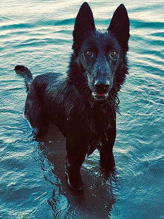 Falco participe au concours pour gagner de l'argent avec cette photo : black_norwegian_elkhound, canidae, carnivore, companion_dog, dog, dog_breed, electric_blue, guard_dog, herding_dog, lake, liquid, non_sporting_group, sporting_group, water, working_animal, working_dog