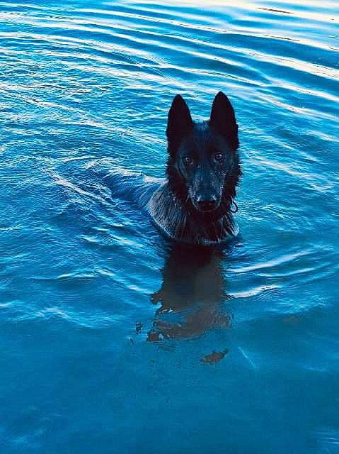 Falco a rejoint le concours — aidez-le/la à gagner de superbes lots ! azure, canidae, carnivore, companion_dog, dog, dog_breed, electric_blue, guard_dog, herding_dog, lake, liquid, non_sporting_group, ocean, reflection, sea, sporting_group, tail, water, working_animal, working_dog