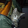 Cali a rejoint le concours — aidez-le/la à gagner de superbes lots ! kitten, cat, tabby, indoor, jacket, green_jacket, curious, paw, chair, furniture, pet, animal, young_cat, striped, exploring, cozy, domestic, cute, small, playful
