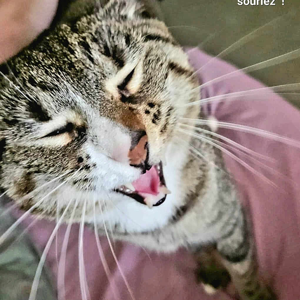 Cali participe au concours pour gagner de l'argent avec cette photo : cat, tabby, pet, happy, close_up, animal, feline, whiskers, mouth_open, eyes_closed, hand, petting, fur, indoor, purple_background, smile, text_overlay, domestic_cat, cute, playful