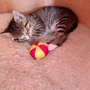 Cali a rejoint le concours — aidez-le/la à gagner de superbes lots ! kitten, sleeping, tabby, cat, pet, ball, toy, cozy, blanket, fur, cute, nap, domestic_cat, animal, resting, indoor, small, soft, striped, young