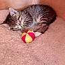 kitten, sleeping, tabby, cat, pet, ball, toy, cozy, blanket, fur, cute, nap, domestic_cat, animal, resting, indoor, small, soft, striped, young