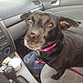 Paige is registered to the contest to win money with this photo: dog, black_dog, pet, car, car_interior, passenger_seat, seat, collar, leash, dashboard, gear_shift, cup_holder, plastic_bag, window, side_mirror, trees, outside, daylight, looking_up, canine