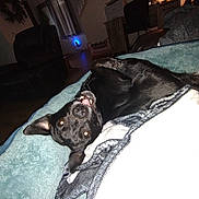 Paige is registered to the contest to win money with this photo: dog, black_dog, blanket, indoor, living_room, furniture, television, lamp, playful, upside_down, pet, canine, cozy, smiling, ears, floor, home, relaxing, animal, cute
