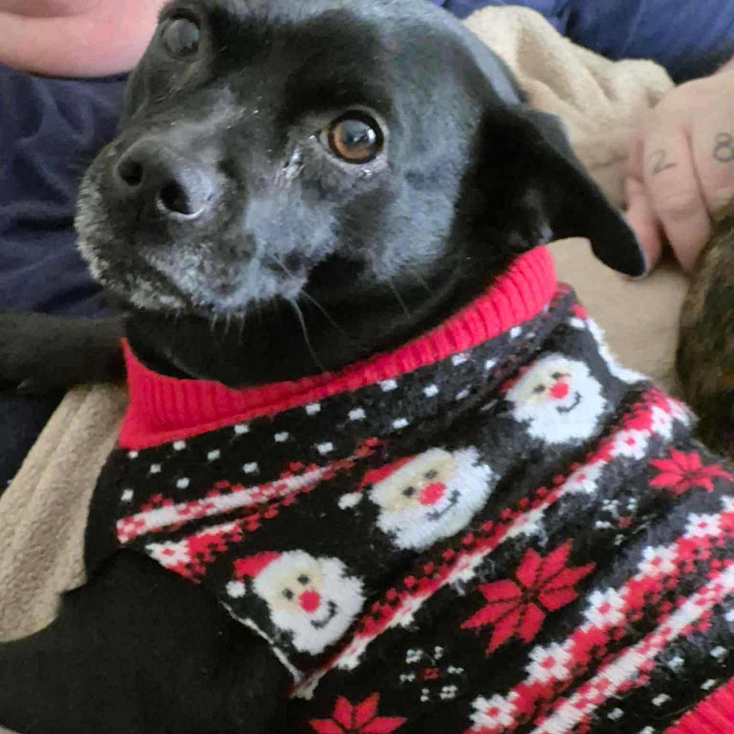 Paige is registered to the contest to win money with this photo: animal, black_dog, blanket, casual_clothing, christmas_sweater, close_up, companion, cozy, cute, dog, festive_clothing, holiday, indoor, person_holding_dog, pet, portrait, red_and_black, relaxed, santa_pattern, smiling