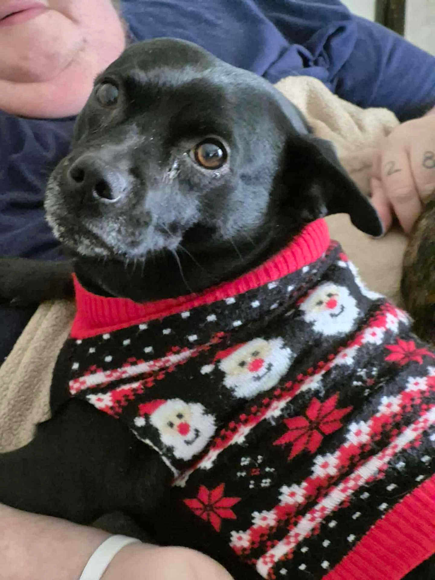 Paige is registered to the contest to win money with this photo: black_dog, dog, christmas_sweater, festive_clothing, santa_pattern, red_and_black, cozy, person_holding_dog, indoor, blanket, casual_clothing, pet, animal, cute, holiday, smiling, portrait, close_up, companion, relaxed