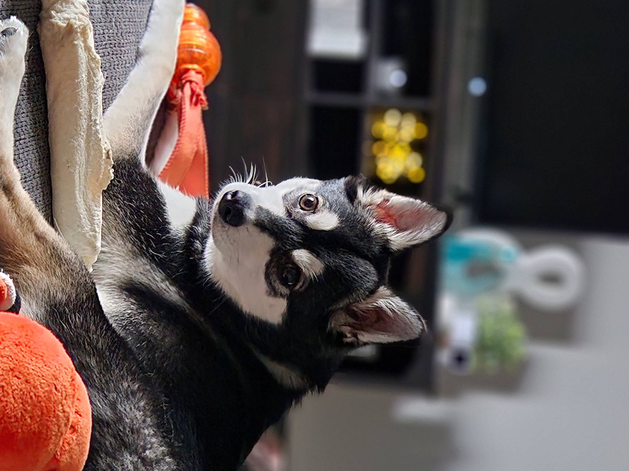 Oakley is registered to the contest to win money with this photo: canidae, carmine, carnivore, companion_dog, dog, dog_breed, dog_supply, fang, fawn, felidae, fur, human_leg, leash, paw, small_to_medium_sized_cats, snout, sporting_group, tail, toy, whiskers