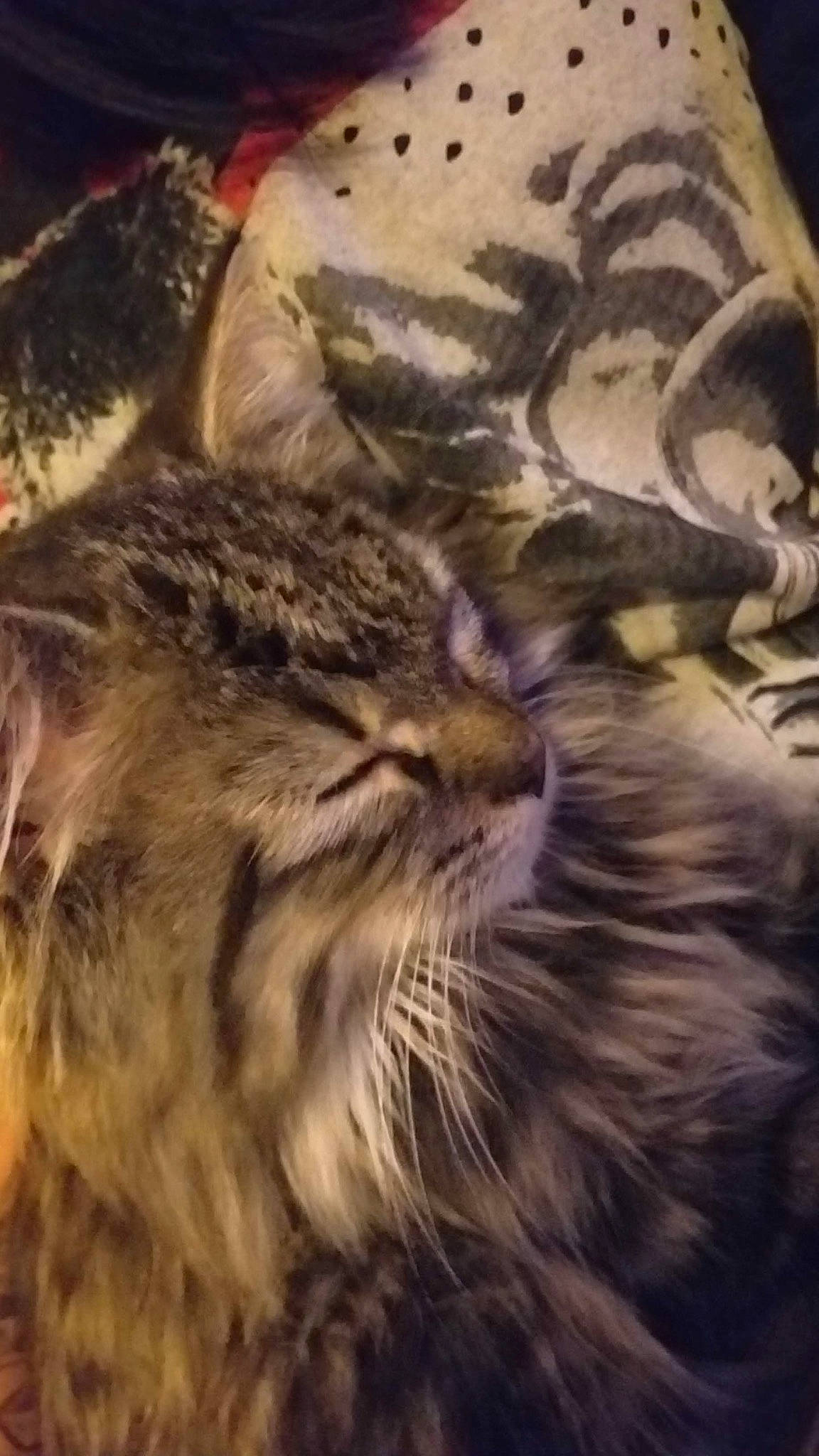 Cleo is registered to the contest to win money with this photo: carnivore, cat, close_up, cloud, comfort, darkness, domestic_short_haired_cat, felidae, fur, maine_coon, metal, night, paw, small_to_medium_sized_cats, snout, terrestrial_animal, whiskers, wildlife, wood