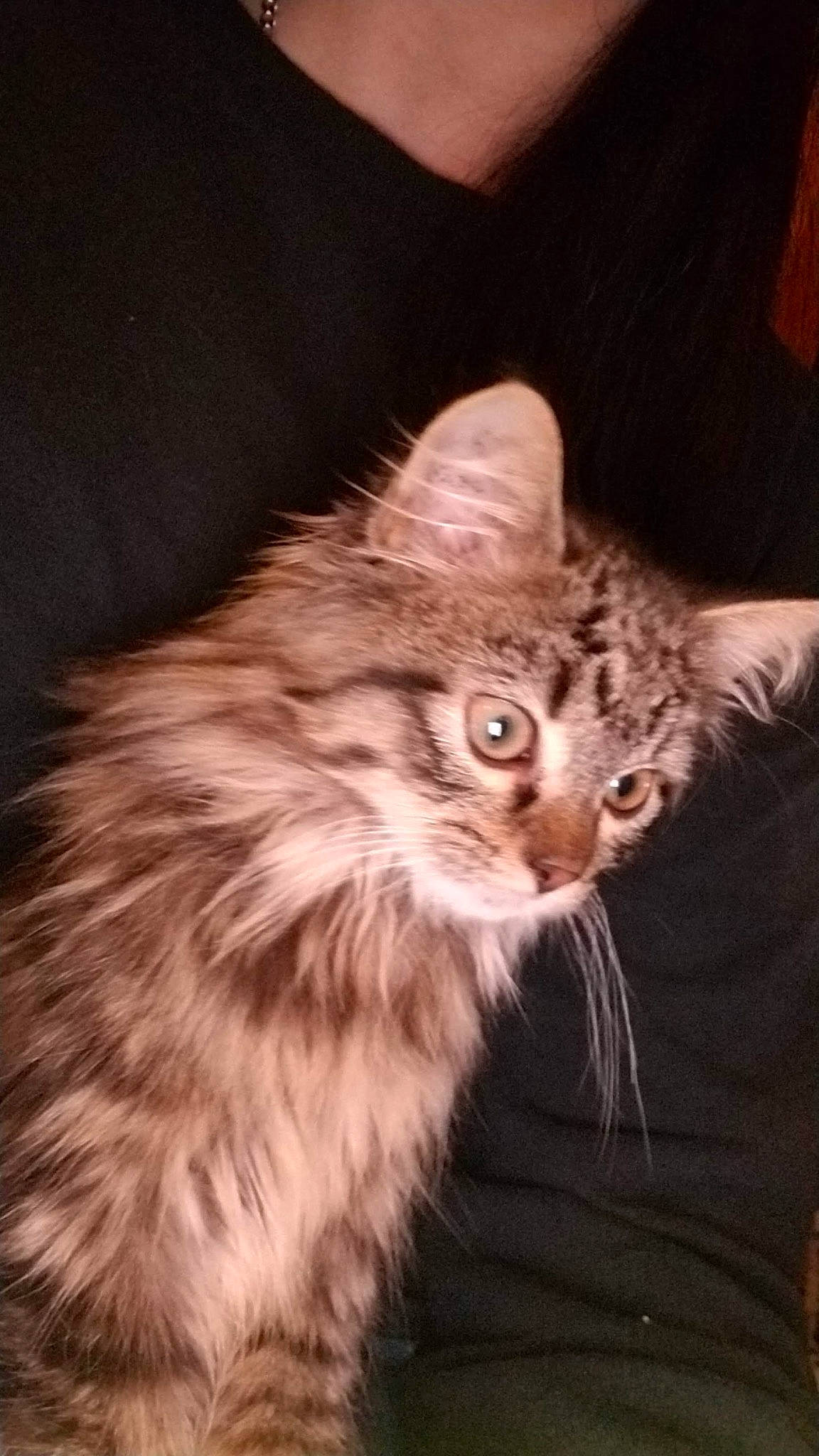 Cleo is registered to the contest to win money with this photo: carnivore, cat, claw, darkness, domestic_short_haired_cat, fawn, felidae, fur, maine_coon, paw, small_to_medium_sized_cats, snout, tail, terrestrial_animal, whiskers, window, wood