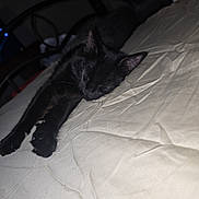 Charcoal joined the competition — help win amazing prizes! animal, bed, black_cat, calm, close_up, cozy, dark_background, domestic_cat, ears, feline, fur, indoor, paw, pet, quiet, resting, sheet, sleeping, whiskers, wrinkled