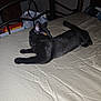 Charcoal is registered to the contest to win money with this photo: animal, bed, bedspread, black_cat, cat, clutter, cozy, curious, domestic_cat, feline, fur, indoor, looking_away, metal_bed_frame, pet, resting, room, sleeping_area, whiskers, yellow_eyes