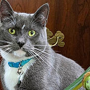 Reagan is registered to the contest to win money with this photo: animal, blue_collar, cat, close_up, curious, cute, decor, domestic_cat, feline, gray_cat, green_frog_figurine, houseplant, indoor, pet, portrait, still_life, whiskers, white_chest, wooden_cabinet, yellow_eyes