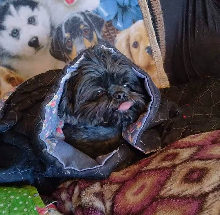 Bobo joined the competition — help win amazing prizes! canidae, carnivore, comfort, companion_dog, dog, dog_breed, dog_supply, fawn, fur, linens, liver, pattern, schnauzer, small_terrier, snout, sporting_group, standard_schnauzer, terrier, toy_dog, working_animal