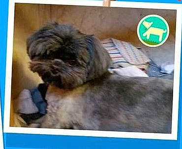 Bobo joined the competition — help win amazing prizes! canidae, carnivore, companion_dog, dog, dog_breed, font, fur, liver, logo, photo_caption, puppy_love, rectangle, shih_tzu, small_terrier, sporting_group, technology, terrestrial_animal, terrier, toy_dog, working_animal