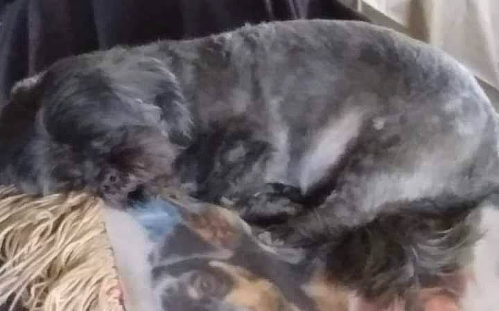 Bobo is registered to the contest to win money with this photo: canidae, carnivore, companion_dog, dog, dog_breed, dog_supply, fawn, felidae, fur, liver, nap, non_sporting_group, snout, sporting_group, tail, terrestrial_animal, working_animal