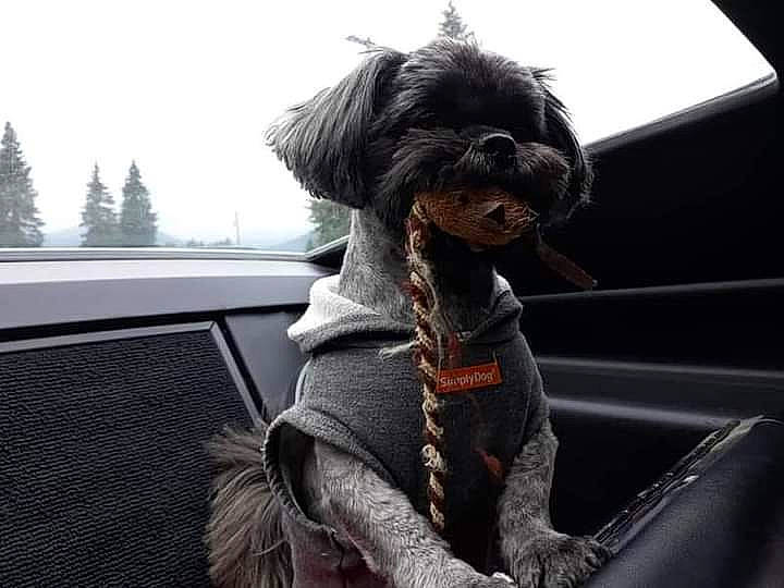 Bobo joined the competition — help win amazing prizes! automotive_exterior, car, carnivore, collar, companion_dog, dog, dog_breed, dog_collar, dog_supply, fur, hood, liver, motor_vehicle, sky, sporting_group, terrier, toy_dog, tree, vehicle, water_dog
