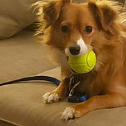 Cody joined the competition — help win amazing prizes! dog, tennis_ball, pet, indoor, couch, fur, brown, white, animal, playful, leash, paw, snout, ears, alert, cute, companion, domestic, relaxed, toy