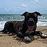 Laskar a rejoint le concours — aidez-le/la à gagner de superbes lots ! animal, beach, canine, coast, dog, happy, lying_down, nature, ocean, outdoor, pet, relaxed, sand, sky, summer, sunny, tongue_out, vacation, water, waves