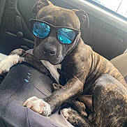 Laskar a rejoint le concours — aidez-le/la à gagner de superbes lots ! animal, brindle, canine, car, companion, cool, dog, domestic_animal, eyewear, fur, inside, leisure, paw, pet, portrait, relaxed, road_trip, seat, sunglasses, window