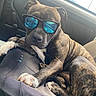 animal, brindle, canine, car, companion, cool, dog, domestic_animal, eyewear, fur, inside, leisure, paw, pet, portrait, relaxed, road_trip, seat, sunglasses, window