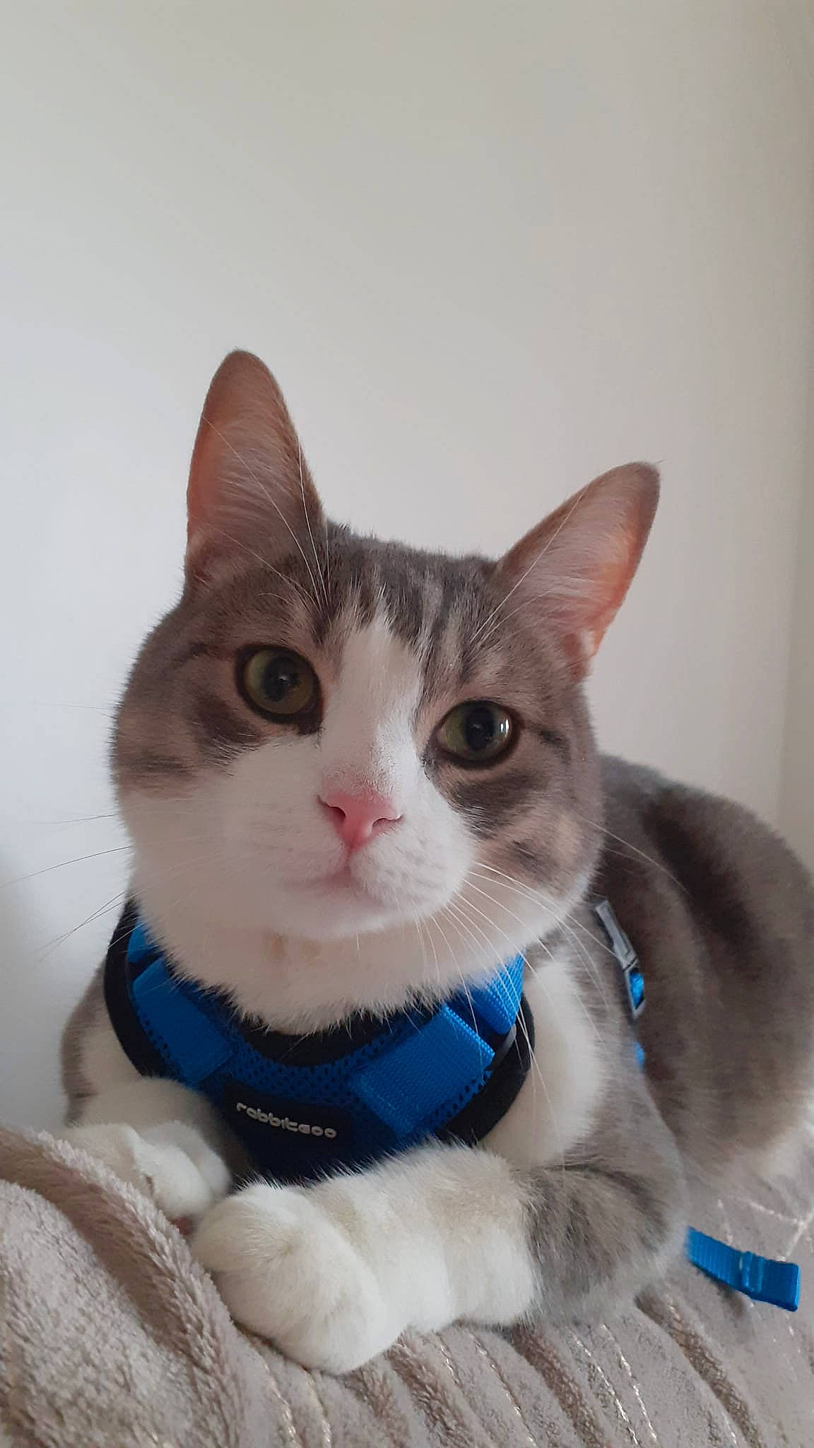 Amare a rejoint le concours — aidez-le/la à gagner de superbes lots ! carnivore, cat, collar, domestic_short_haired_cat, eye, eyelash, fawn, felidae, fur, hair, head, iris, leg, paw, pet_supply, sitting, small_to_medium_sized_cats, snout, tail, whiskers