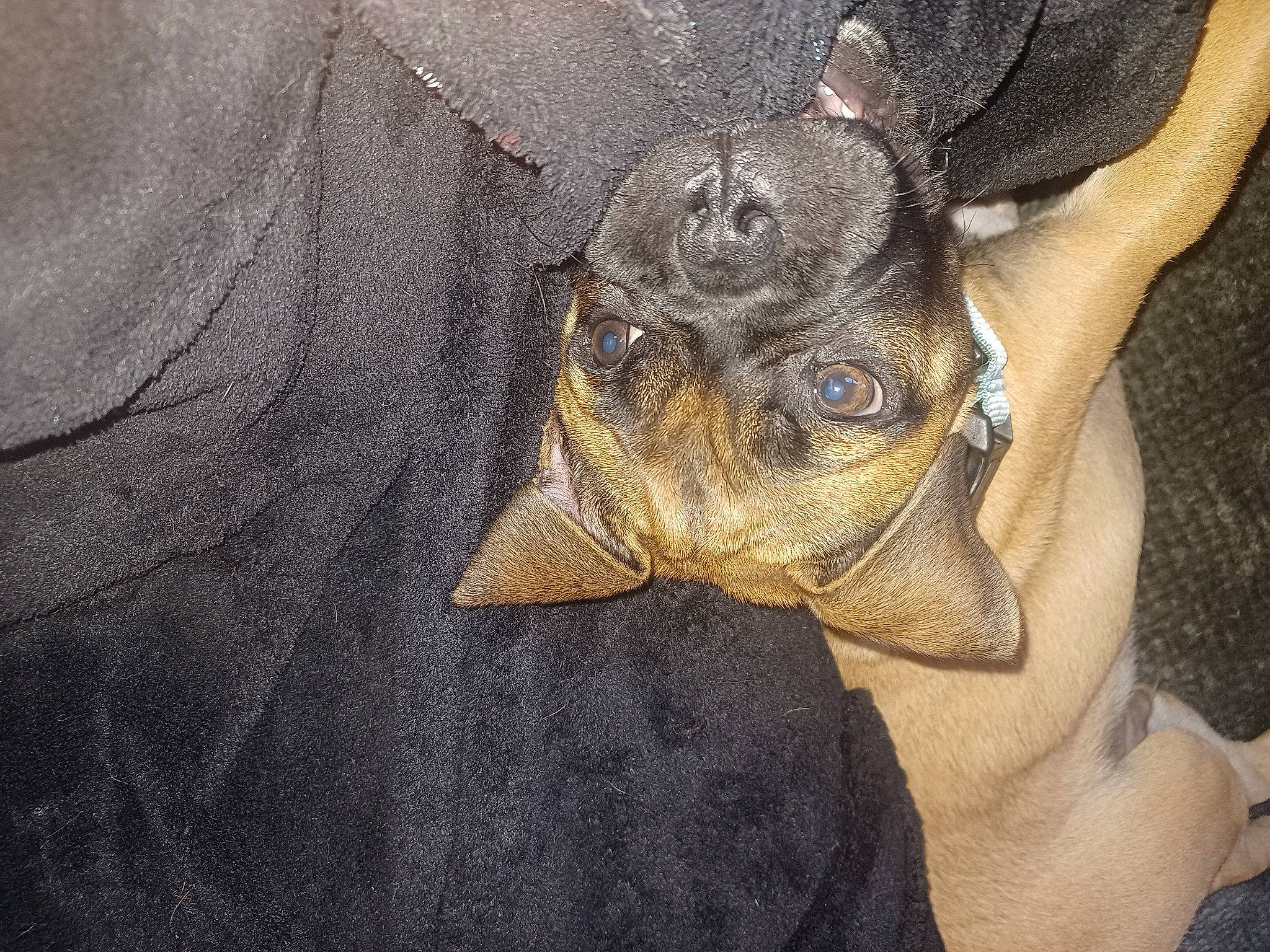 Kevin is registered to the contest to win money with this photo: bat, canidae, carnivore, comfort, companion_dog, dog, dog_breed, ear, fawn, fur, non_sporting_group, paw, snout, sporting_group, terrestrial_animal, toy_dog, whiskers, working_animal, wrinkle