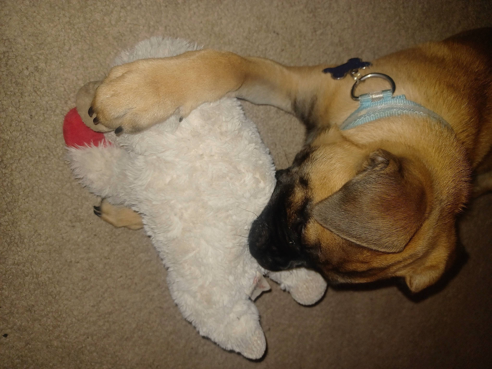 Kevin is registered to the contest to win money with this photo: canidae, carnivore, comfort, companion_dog, couch, dog, dog_breed, fawn, flooring, foot, fur, nap, non_sporting_group, paw, plush, snout, sporting_group, stuffed_toy, tail, toy