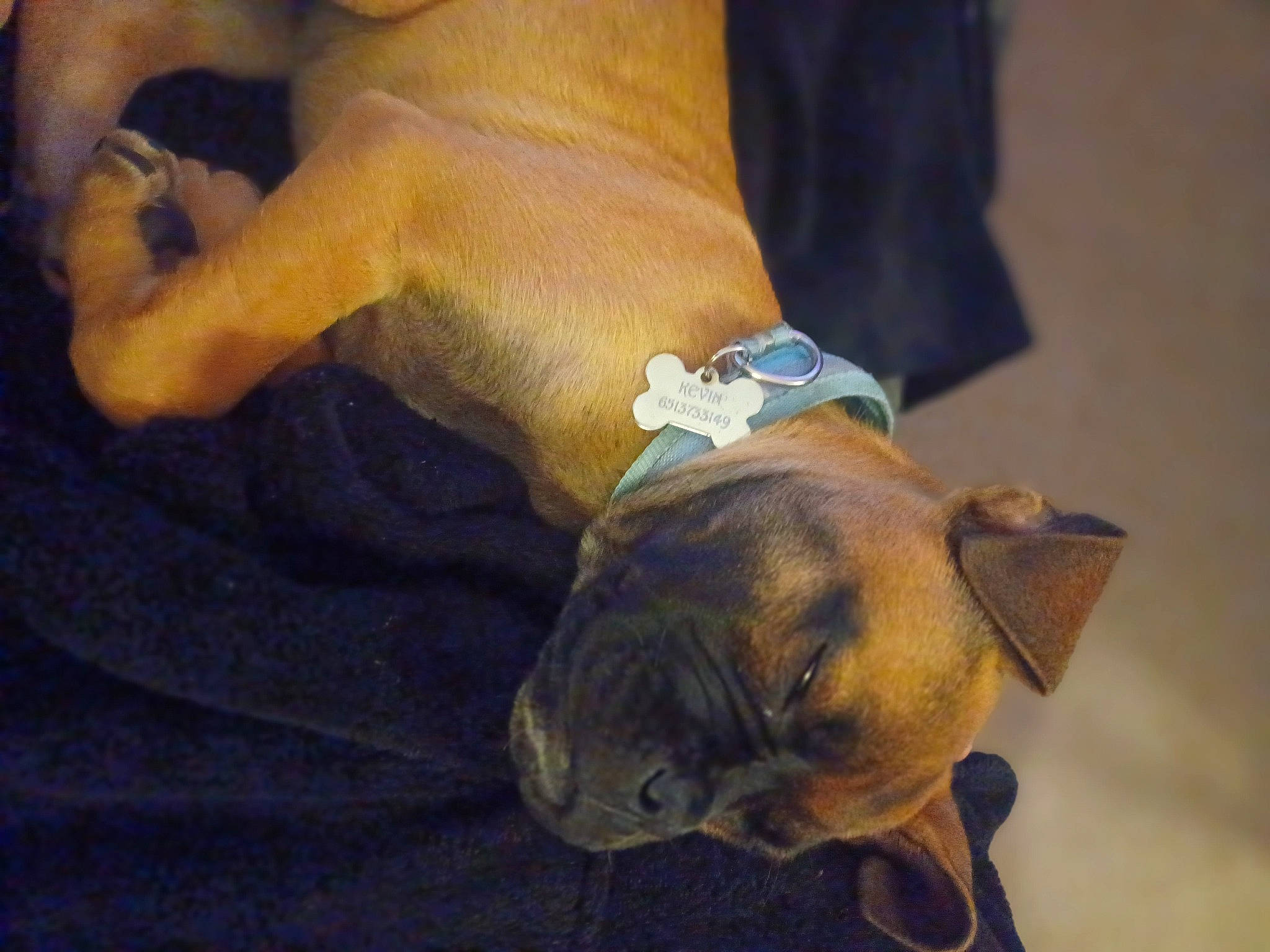 Kevin is registered to the contest to win money with this photo: bulldog, canidae, carnivore, comfort, companion_dog, dog, dog_breed, ear, elbow, fawn, foot, gesture, human_leg, paw, snout, sporting_group, terrestrial_animal, toy_dog, wrinkle, wrist