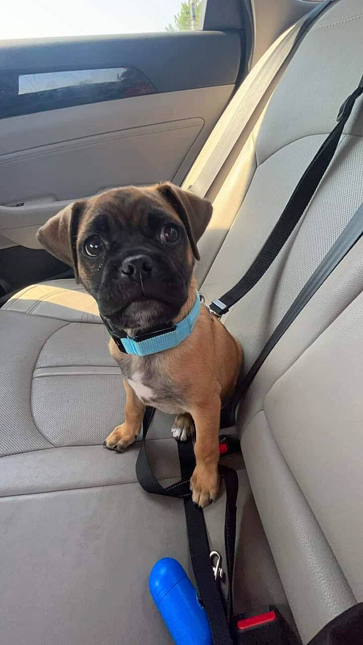Kevin joined the competition — help win amazing prizes! auto_part, automotive_exterior, canidae, car, carnivore, collar, companion_dog, dog, dog_breed, dog_collar, electric_blue, fawn, hood, motor_vehicle, pug, snout, sporting_group, vehicle_door, working_animal, wrinkle