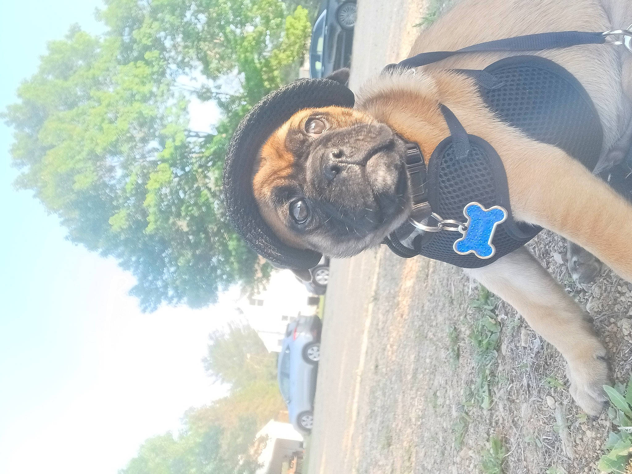 Kevin is registered to the contest to win money with this photo: auto_part, automotive_exterior, automotive_tire, automotive_wheel_system, canidae, dog, dog_breed, electric_blue, fawn, grass, plant, recreation, rim, sky, snout, sporting_group, tree, vehicle_door, wildlife, working_animal