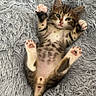 animal, blanket, cat, cute, feline, fluffy, fur, indoor, kitten, mammal, paw, pet, pink_paw_pads, relaxed, resting, sleeping, tabby, tail, whiskers, young