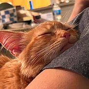 Dexter is registered to the contest to win money with this photo: cat, ginger_cat, sleeping, sleepy, pet, feline, animal, close_up, portrait, whiskers, fur, orange_fur, pink_nose, closed_eyes, relaxed, cuddling, human_arm, indoors, cozy, warm_lighting
