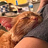 cat, ginger_cat, sleeping, sleepy, pet, feline, animal, close_up, portrait, whiskers, fur, orange_fur, pink_nose, closed_eyes, relaxed, cuddling, human_arm, indoors, cozy, warm_lighting