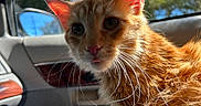 Dexter is registered to the contest to win money with this photo: cat, kitten, orange_tabby, feline, animal, pet, close_up, portrait, whiskers, ears, eyes, nose, fur, sunlight, car_interior, vehicle, window, outdoor, curious, photography