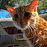 cat, kitten, orange_tabby, feline, animal, pet, close_up, portrait, whiskers, ears, eyes, nose, fur, sunlight, car_interior, vehicle, window, outdoor, curious, photography