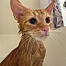 cat, kitten, ginger_cat, orange_fur, wet_fur, damp, animal, pet, portrait, close_up, wide_eyes, large_ears, whiskers, pink_nose, indoor, bathroom, shower, curtain, person, funny