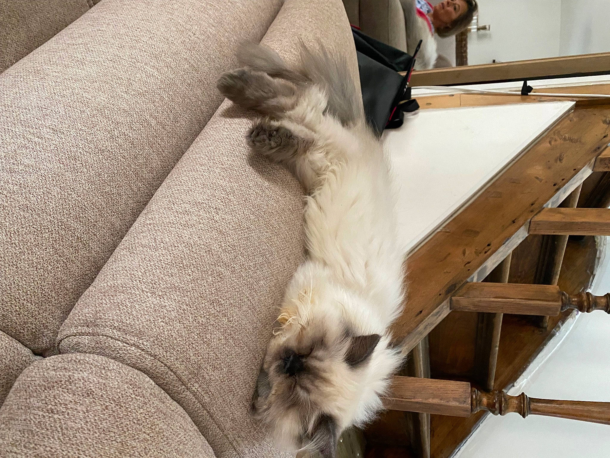 Shiro participe au concours pour gagner de l'argent avec cette photo : canidae, carnivore, cat, claw, comfort, companion_dog, dog_breed, fawn, felidae, flooring, fur, hardwood, siamese, small_to_medium_sized_cats, sporting_group, tail, terrestrial_animal, whiskers, wood, working_animal