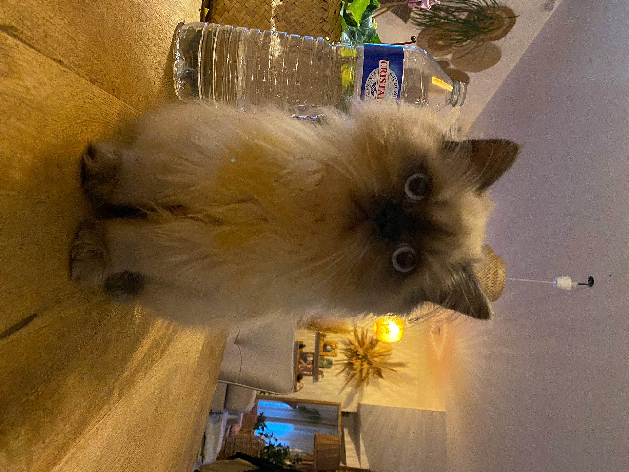 Shiro participe au concours pour gagner de l'argent avec cette photo : birman, canidae, carnivore, cat, companion_dog, dog_breed, event, fawn, felidae, fur, german_spitz, hardwood, siamese, small_to_medium_sized_cats, snout, spitz, sporting_group, tail, toy_dog, whiskers