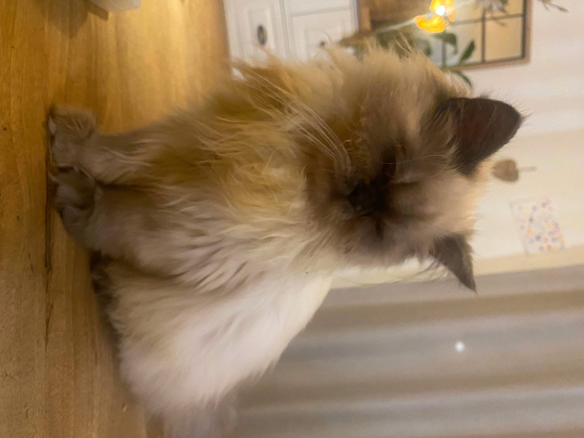 Shiro participe au concours pour gagner de l'argent avec cette photo : canidae, carnivore, companion_dog, dog, dog_breed, ear, fawn, felidae, fur, german_spitz, german_spitz_klein, hardwood, picture_frame, small_to_medium_sized_cats, snout, sporting_group, tail, whiskers, wood, working_animal