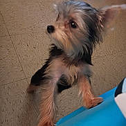 Princess Leia joined the competition — help win amazing prizes! dog, puppy, small_dog, yorkshire_terrier, terrier, pet, indoor, tile_floor, paws, fur, looking_up, curious, brown_fur, black_fur, white_fur, closeup, standing, front_paws, blue_surface, cute