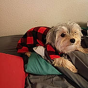 Princess Leia joined the competition — help win amazing prizes! dog, small_dog, shaggy_dog, pet, animal, plaid_clothing, red_and_black, bed, bedding, blanket, pillow, bedroom, indoors, cozy, lying_down, sitting, paw, fur, portrait, cute