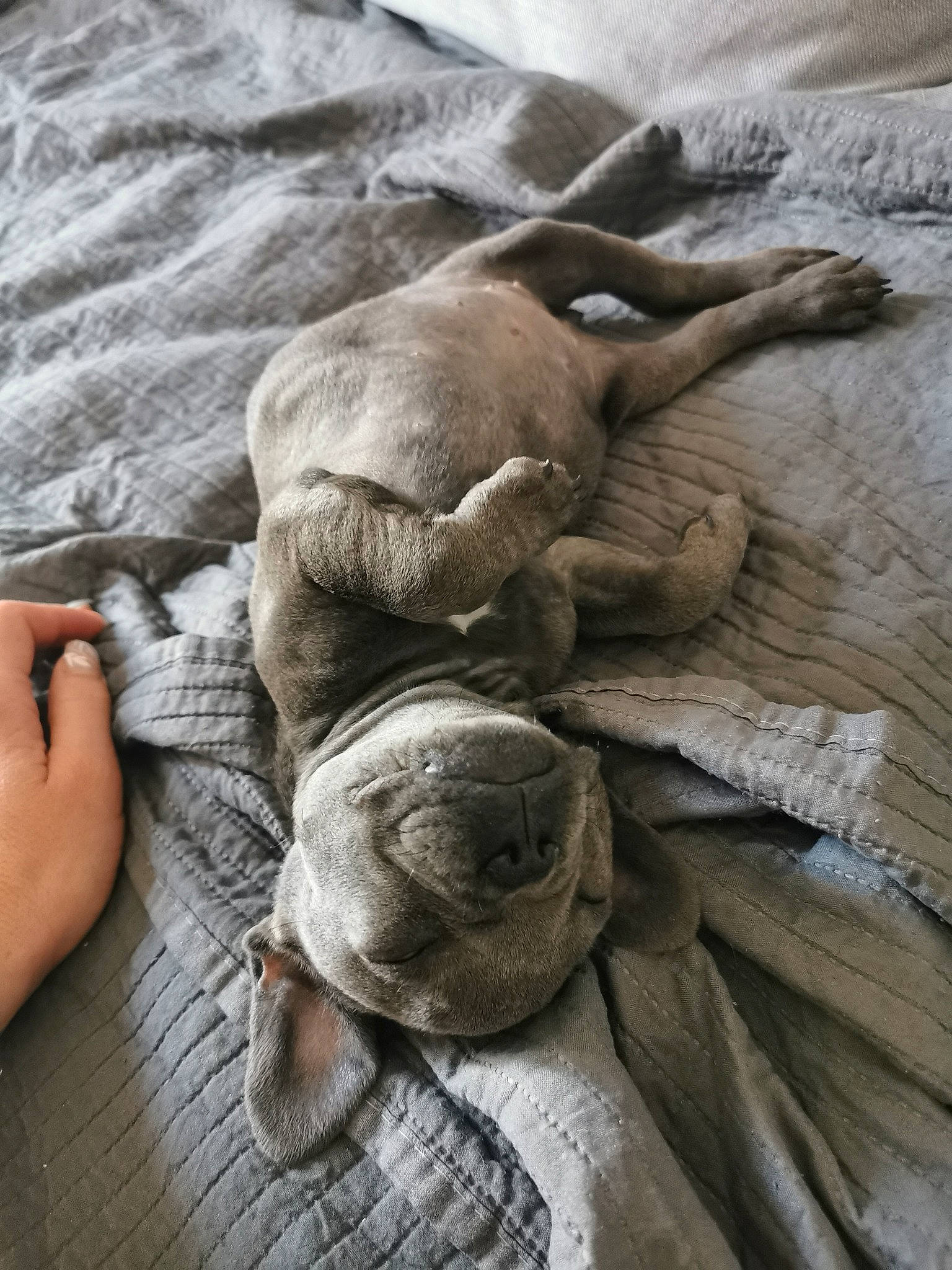 Joey a rejoint le concours — aidez-le/la à gagner de superbes lots ! art, comfort, finger, flooring, fur, gesture, grey, gunny_sack, human_leg, linens, nail, still_life_photography, tree, wood, wool, wrinkle
