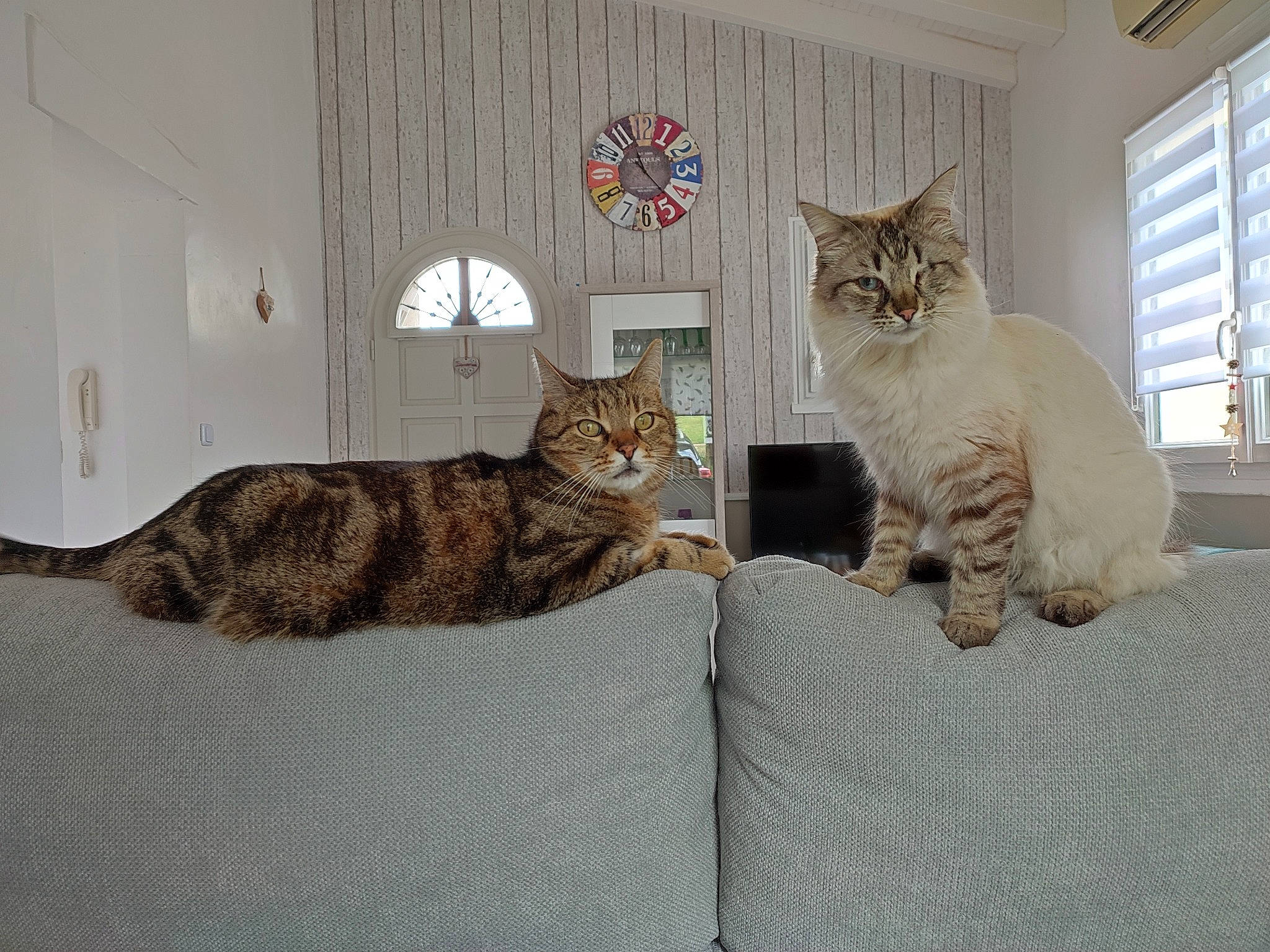 Nesquik-jack a rejoint le concours — aidez-le/la à gagner de superbes lots ! bed, carnivore, cat, comfort, couch, domestic_short_haired_cat, door, fawn, felidae, flooring, fur, grey, paw, room, small_to_medium_sized_cats, tail, tree, whiskers, window, wood