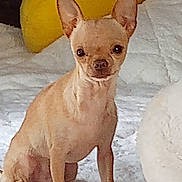 Pup Pup joined the competition — help win amazing prizes! dog, chihuahua, small_dog, tan_dog, pet, indoor, blanket, cushion, yellow_pillow, fur, ears, sitting, animal, cute, companion, domestic_animal, looking, curious, face, canine