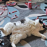 Casper is registered to the contest to win money with this photo: cat, fluffy, black_and_white, carpet, candy, candy_wrappers, soda_can, relaxed, indoor, pet, floor, patterned_carpet, lying_down, home, cozy, tail, paws, feline, casual, mess