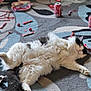 cat, fluffy, black_and_white, carpet, candy, candy_wrappers, soda_can, relaxed, indoor, pet, floor, patterned_carpet, lying_down, home, cozy, tail, paws, feline, casual, mess