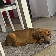 Rufus is registered to the contest to win money with this photo: animal, brown, canine, carpet, cute, dog, domestic_animal, floor, furniture, home, indoor, looking, lying_down, paw, pet, puppy, relaxed, resting, table, young